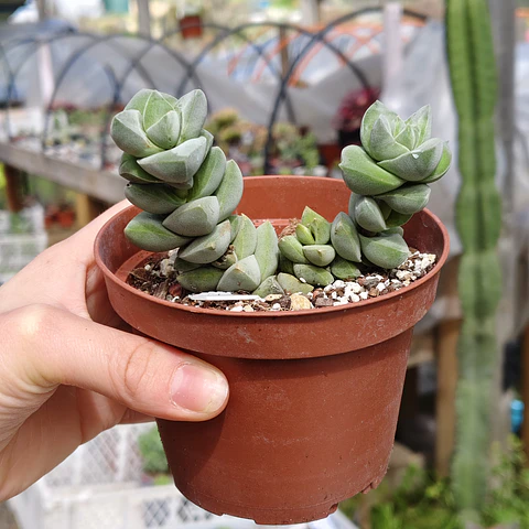 Crassula Moonglow