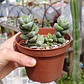 Crassula Moonglow - Miniatura 1