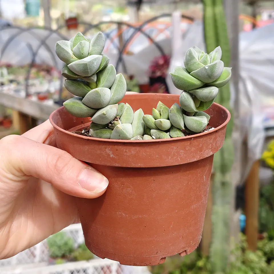 Crassula Moonglow 4