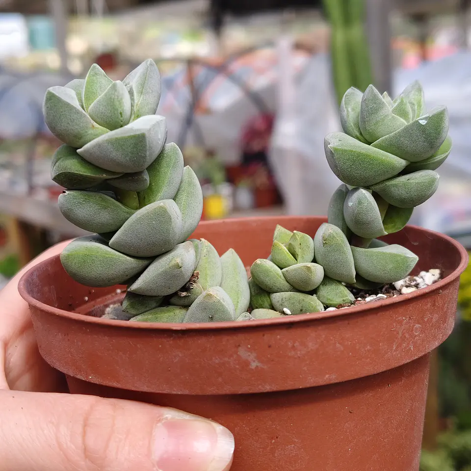 Crassula Moonglow 3