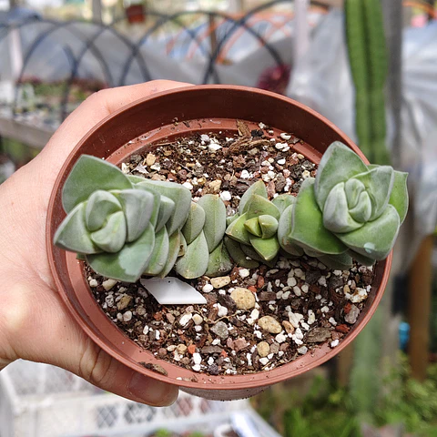 Crassula Moonglow