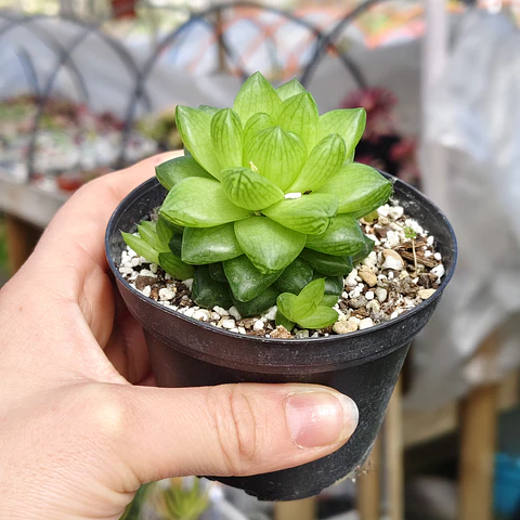 Haworthia Cymbiformis Var. Obtusa