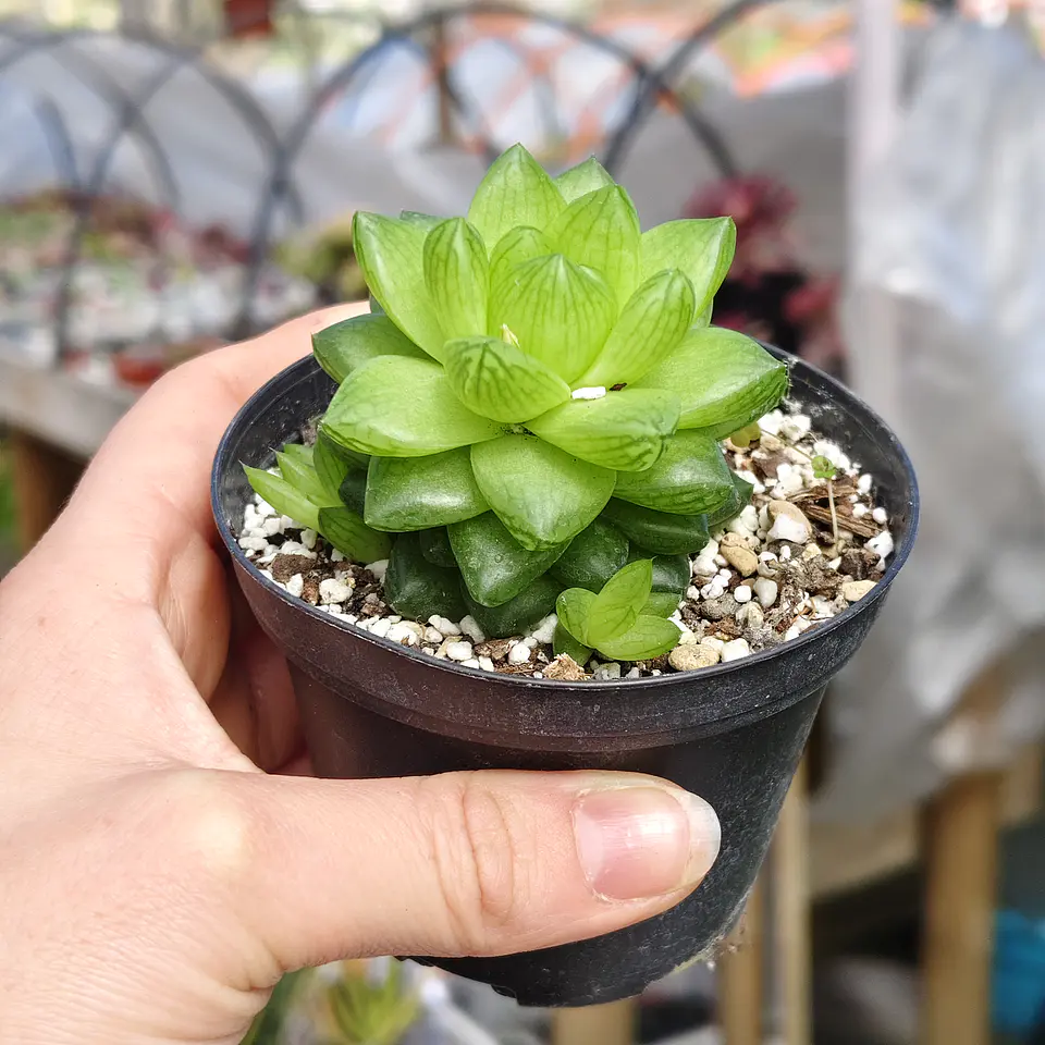 Haworthia Cymbiformis Var. Obtusa 1