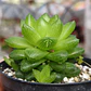 Haworthia Cymbiformis Var. Obtusa - Miniatura 3