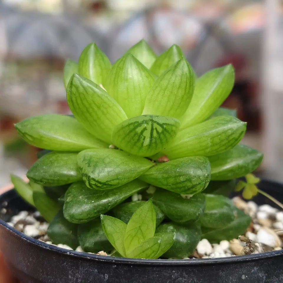 Haworthia Cymbiformis Var. Obtusa 3