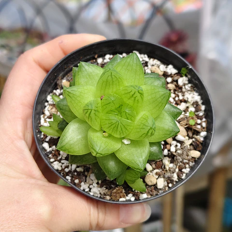 Haworthia Cymbiformis Var. Obtusa
