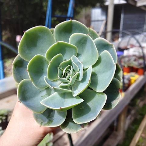 Echeveria Secunda  Glauca