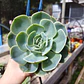 Echeveria Secunda  Glauca - Miniatura 1