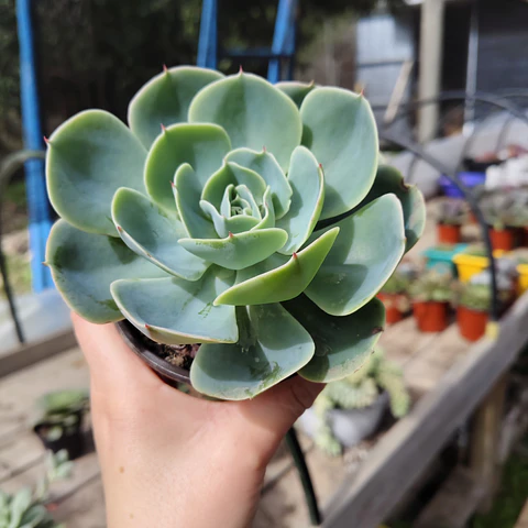 Echeveria Secunda  Glauca