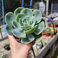 Echeveria Secunda  Glauca - Miniatura 2