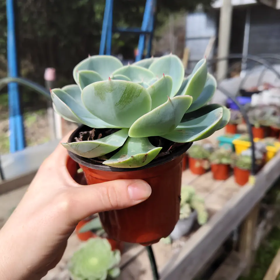 Echeveria Secunda  Glauca 3