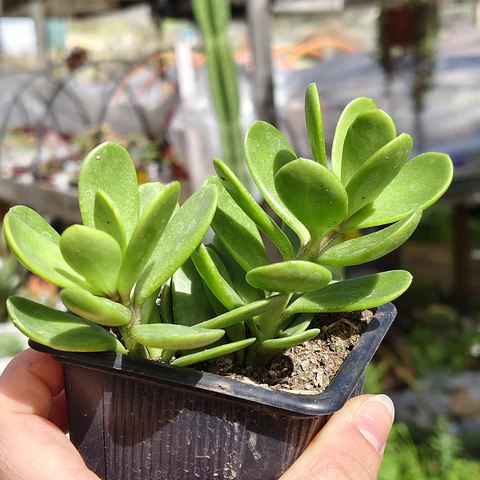 Senecio Jacobsenii