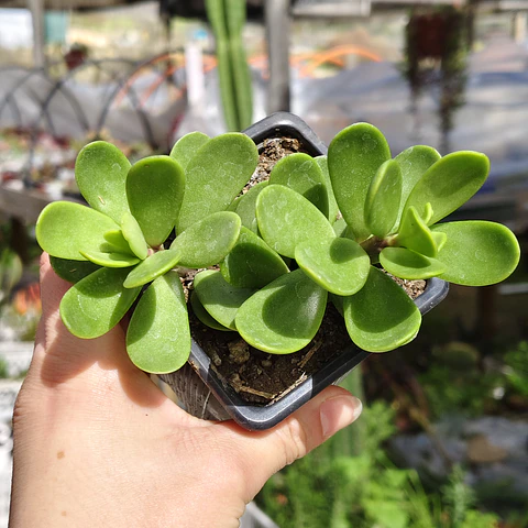 Senecio Jacobsenii
