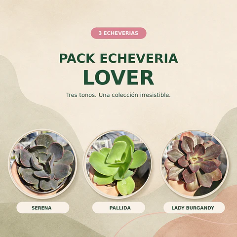 Pack Echeveria Lover:  3 Echeverias medianas + Sustrato premium 2 lts 