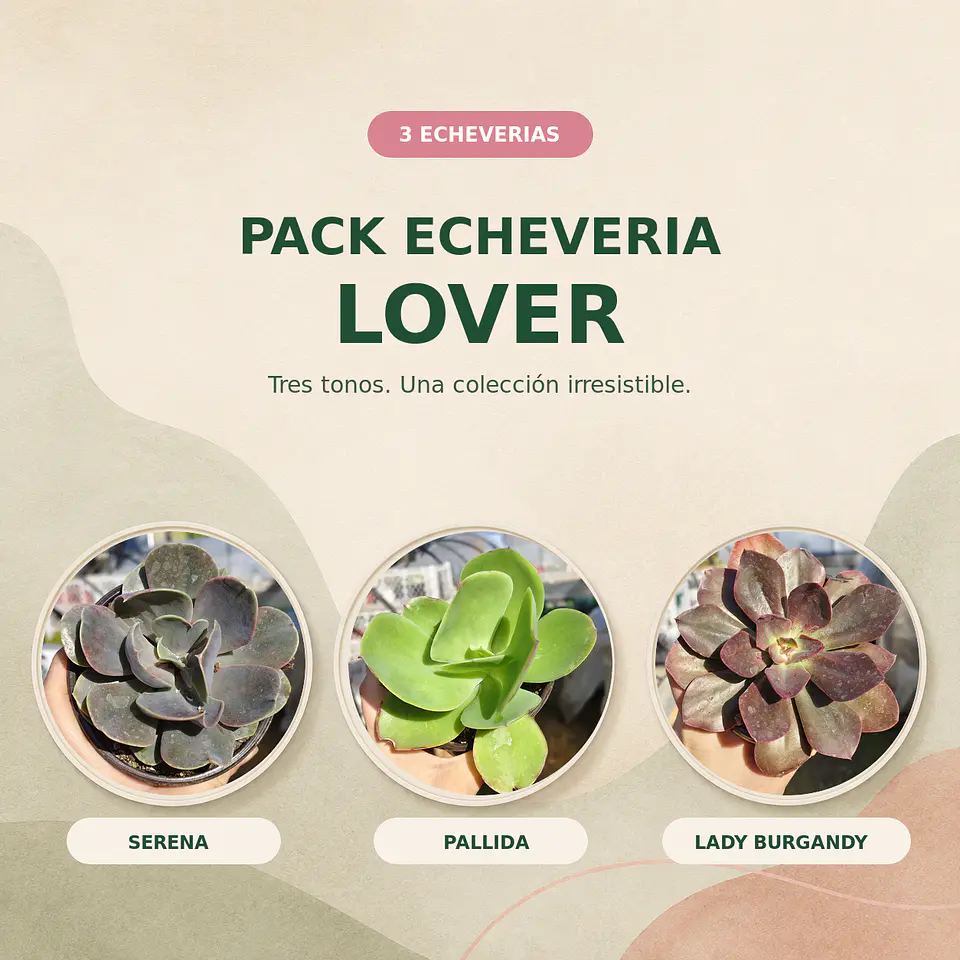 Pack Echeveria Lover:  3 Echeverias medianas + Sustrato premium 2 lts  1