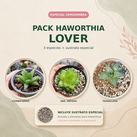 Pack Haworthia Lover: 3 Haworthias + Sustrato especial 2 Lts  (Especial semisombra)