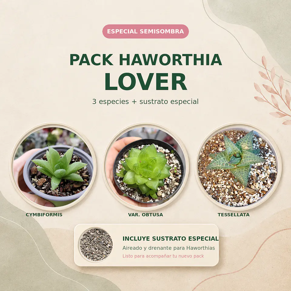 Pack Haworthia Lover: 3 Haworthias + Sustrato especial 2 Lts  (Especial semisombra) 1