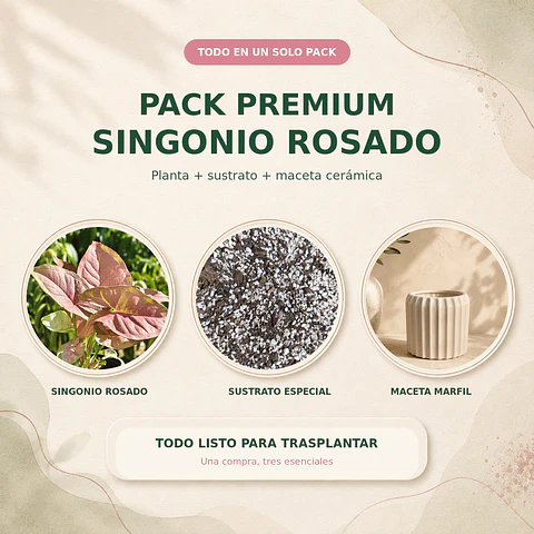 Pack premium: Singonio Rosado + sustrato especial + Maceta cerámica