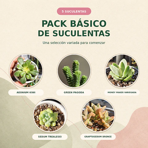 Pack básico: 5 suculentas - variados colores