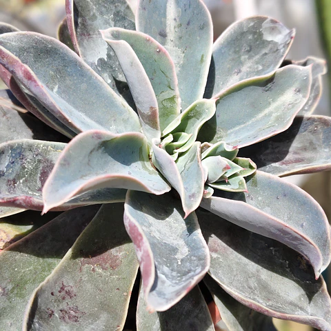 Echeveria Fantastic Fountain
