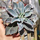 Echeveria Fantastic Fountain - Miniatura 3
