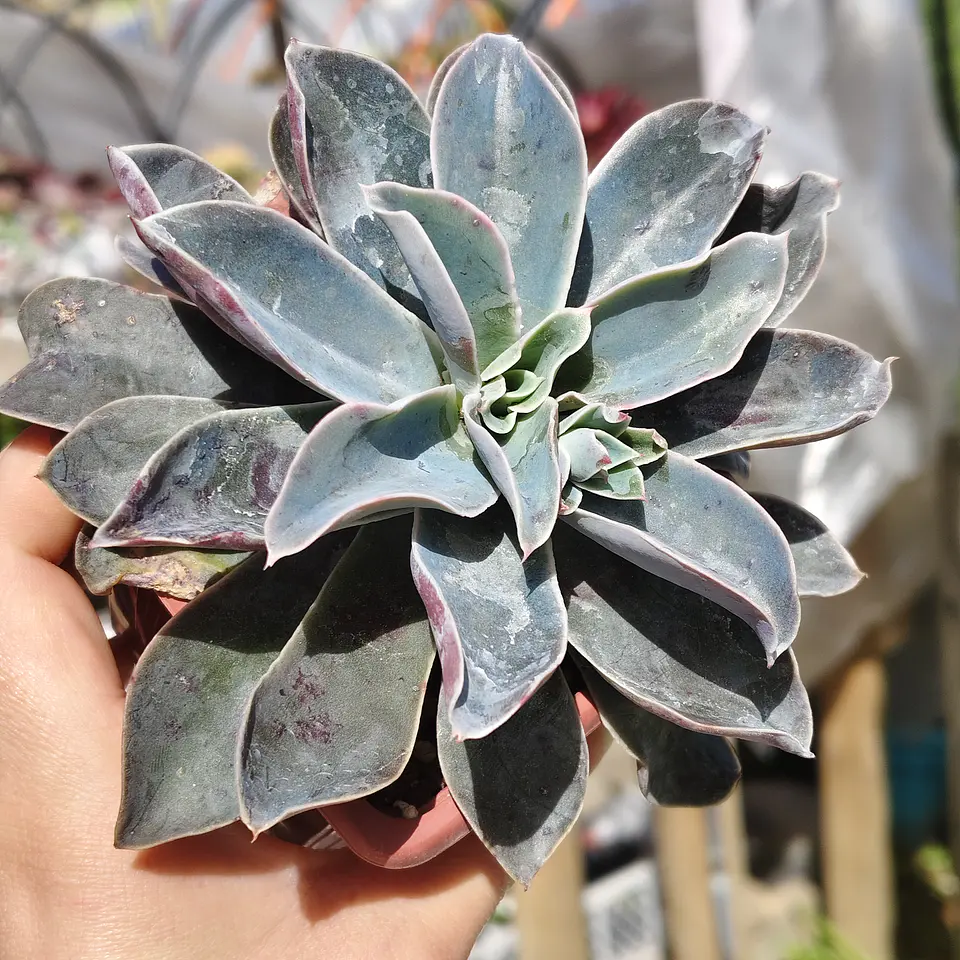 Echeveria Fantastic Fountain 3