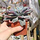 Echeveria Fantastic Fountain - Miniatura 4