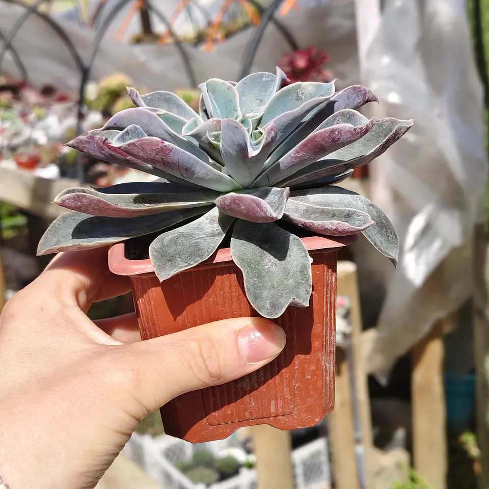 Echeveria Fantastic Fountain 4