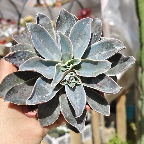 Echeveria Fantastic Fountain