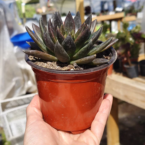 Echeveria Affinis