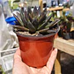 Echeveria Affinis - Miniatura 2