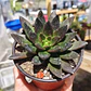 Echeveria Affinis - Miniatura 3