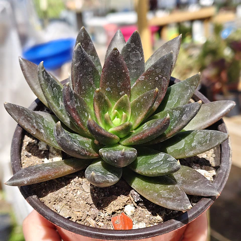 Echeveria Affinis