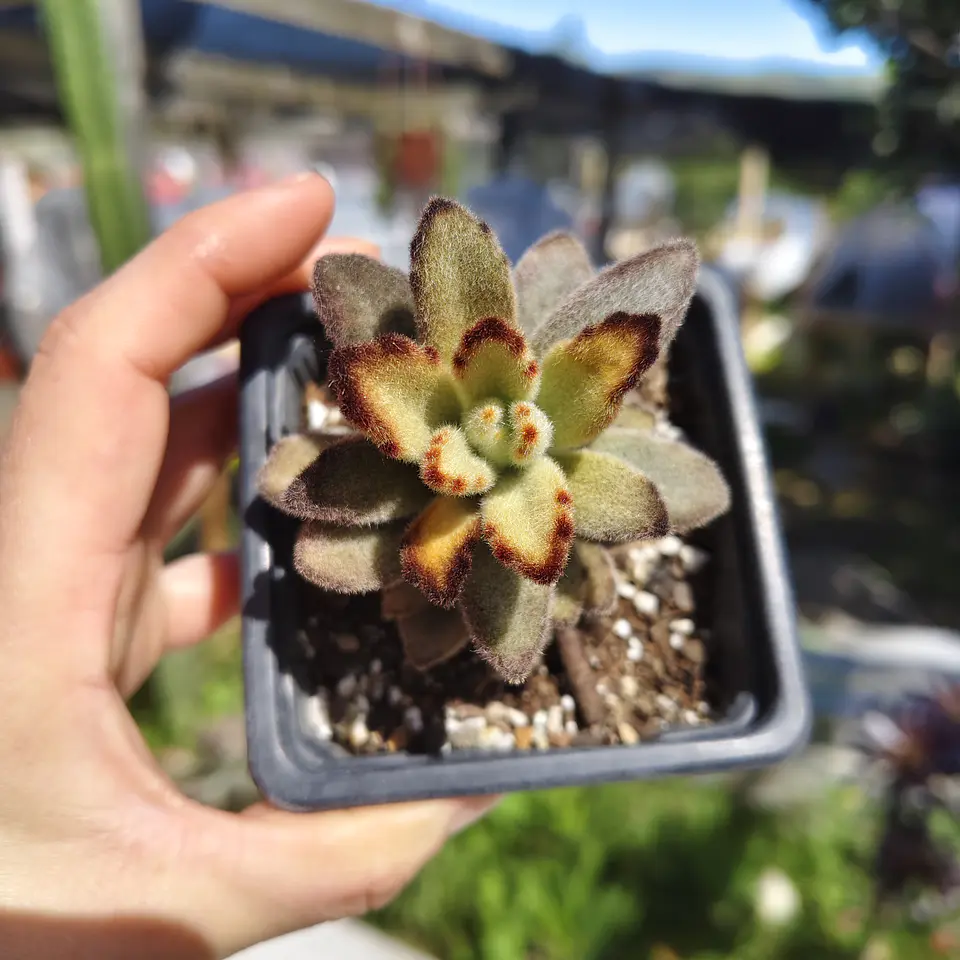 Kalanchoe Chocolate 3