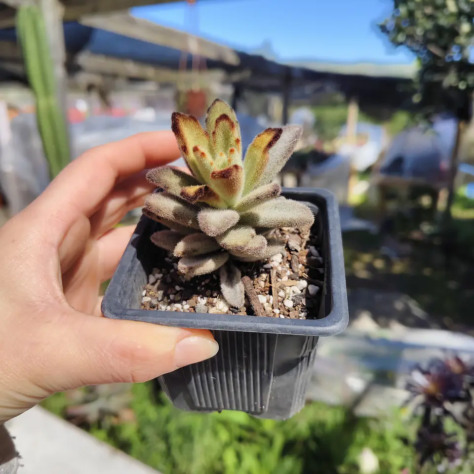 Kalanchoe Chocolate 2