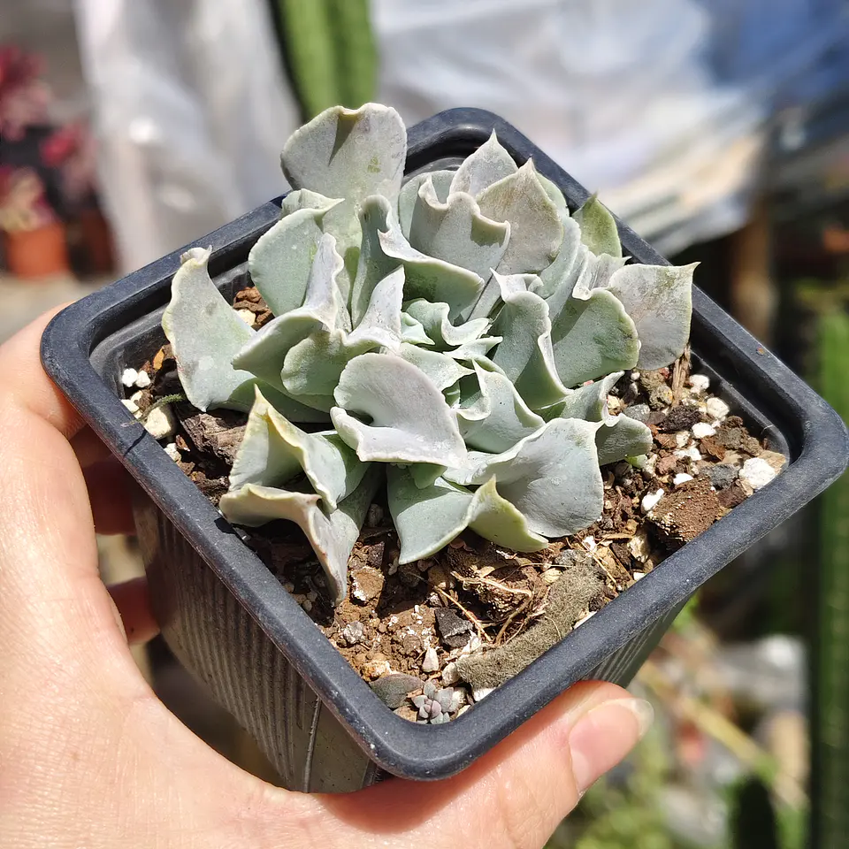 Echeveria Nichi 4