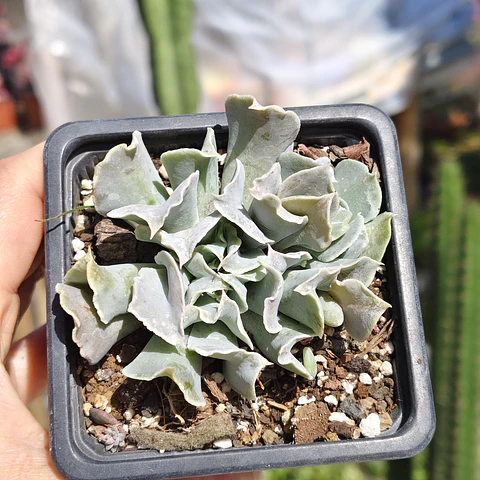 Echeveria Nichi