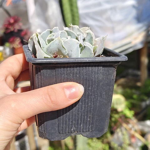 Echeveria Nichi