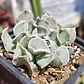 Echeveria Nichi - Miniatura 3