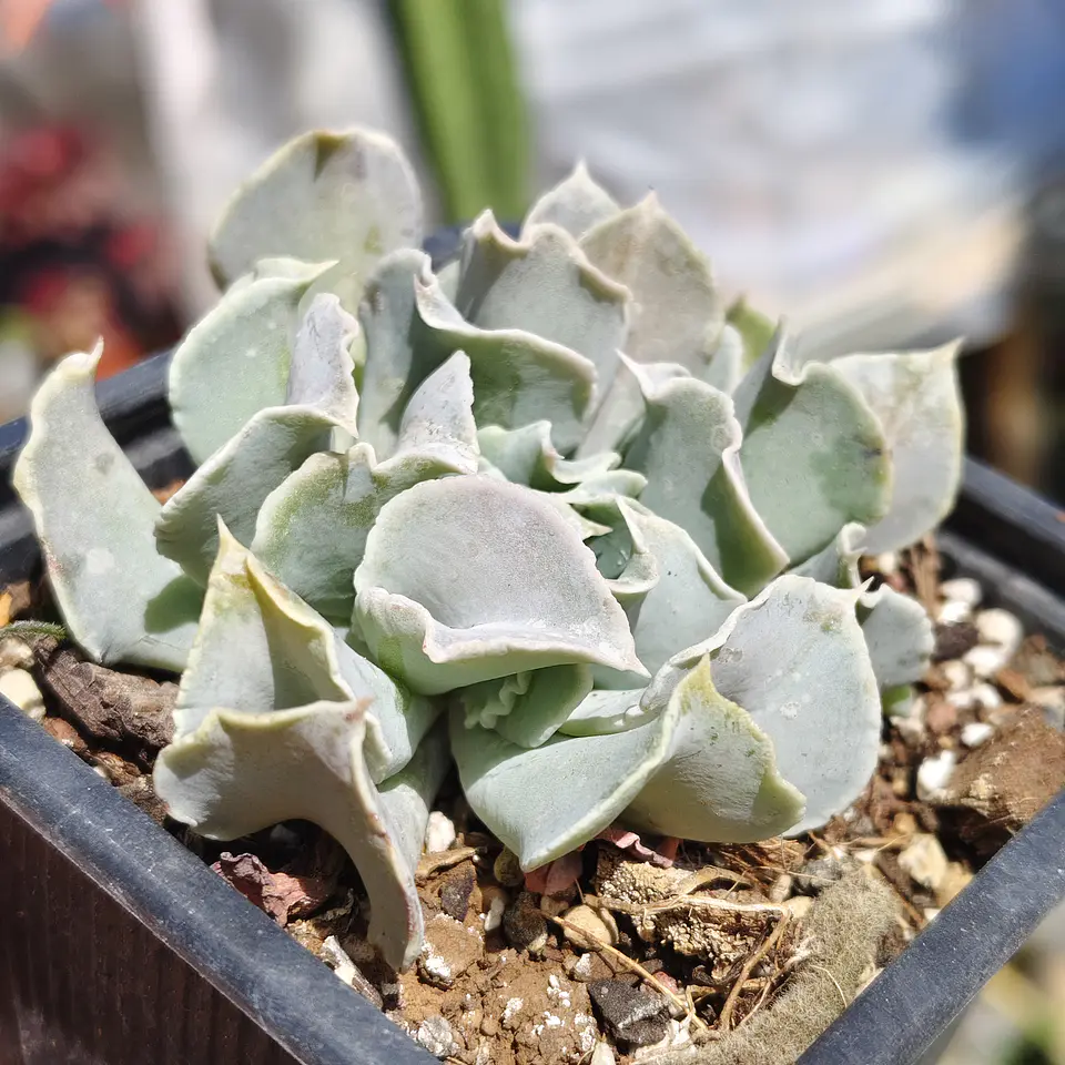 Echeveria Nichi 3