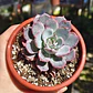 Echeveria Azulita - Miniatura 4