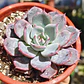 Echeveria Azulita - Miniatura 1