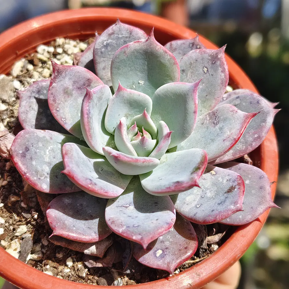 Echeveria Azulita 1