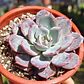 Echeveria Azulita - Miniatura 2