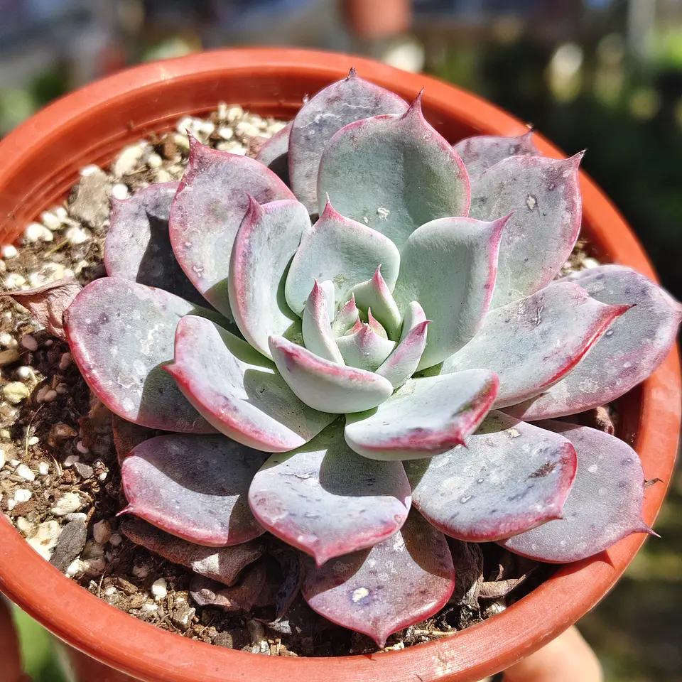 Echeveria Azulita 2