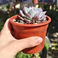 Echeveria Azulita - Miniatura 3