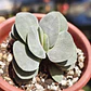 Crassula Morgan's Beauty - Miniatura 2