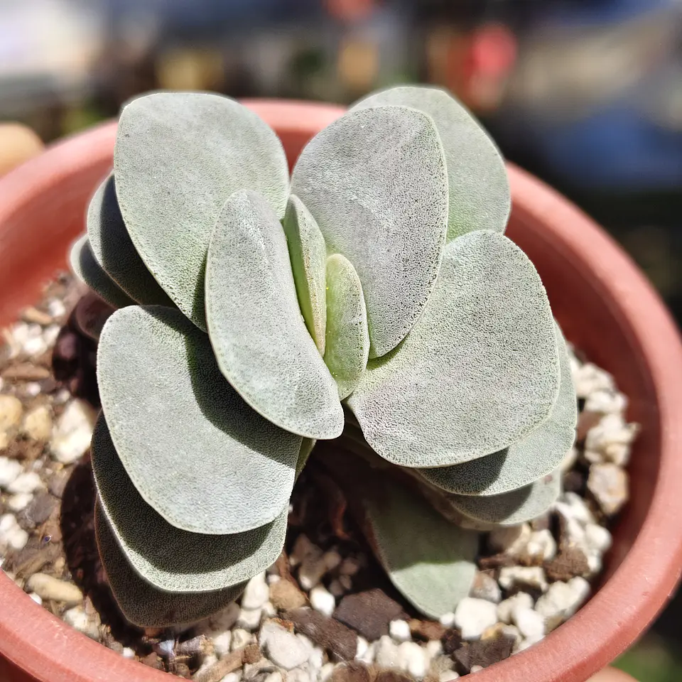Crassula Morgan's Beauty 2