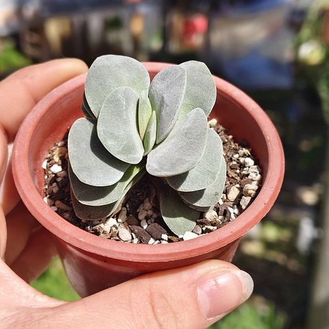 Crassula Morgan's Beauty