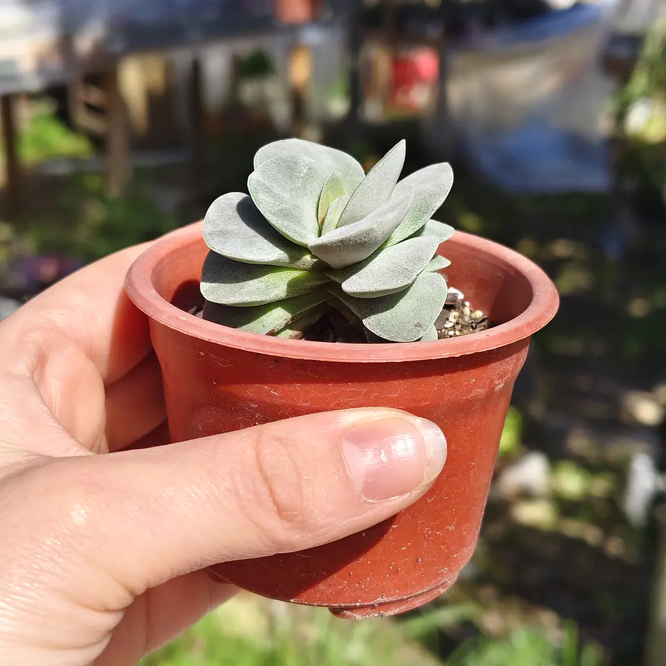 Crassula Morgan's Beauty 3